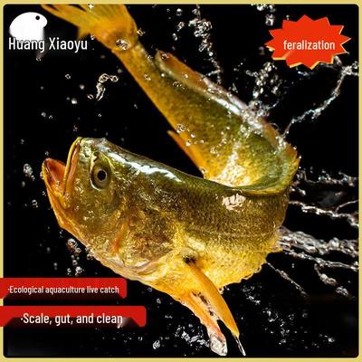Huangxiaoyu Ningde Gutted Yellow Croaker