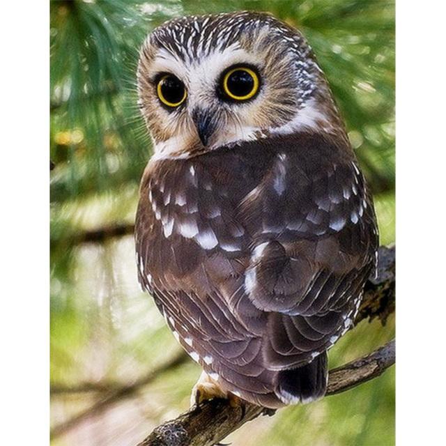 

5D DIY алмазная живопись животное Сова горный хрусталь картина полная круглая алмазная вышивка мозаика ручной работы украшение дома подарок Full Round 20x30CM