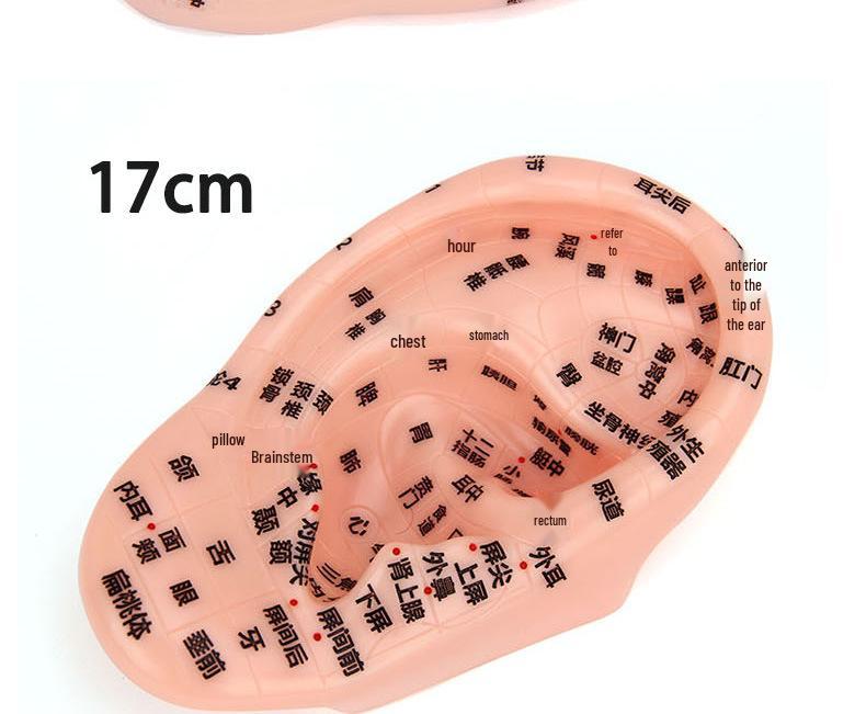 13cm-18cm Ohr Akupunkturpunkt Reflexzonenmodell für Akupunktur und Meridiantherapie