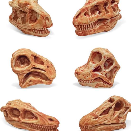 11Pcs/Set Dinosaur Fossil Model High Simulation Hand-painted Vivid Carnotaurus Dinosaur Skull Fossil Figurine for Kids