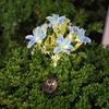 1PC Solar Garden Lights Outdoor Lily Flower Lights Solar Lilies Waterproof for Garden Decor Yard Patio, Gifts for Women Mom
