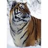 5D DIY Diamond Painting Animal Rhinestone Tiger Diamond Embroidery Wall Art Picture Mosaic Home Decoration Handmade Gift Kit