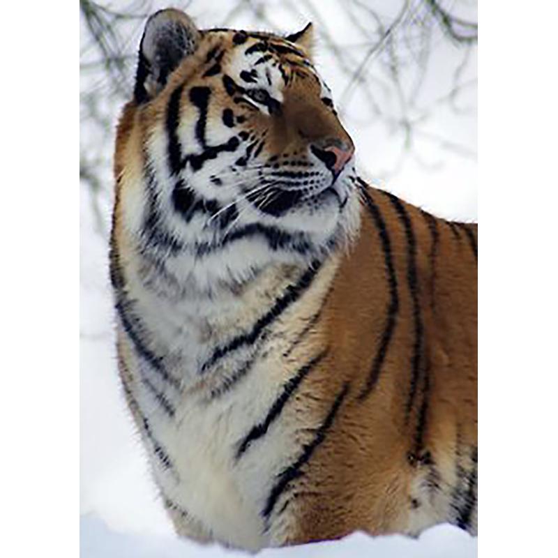 5D DIY Diamond Painting Animal Rhinestone Tiger Diamond Embroidery Wall Art Picture Mosaic Home Decoration Handmade Gift Kit