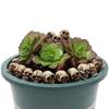 Skull statue miniature skull desktop decoration, Halloween miniature landscape figure, prank prop, haunted dollhouse accessory