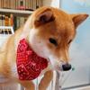 Pet Collar Bandana Adjustable Breathable Skin Friendly Triangular Print Dog Collar with Scarf for Cat Rabbit Red L