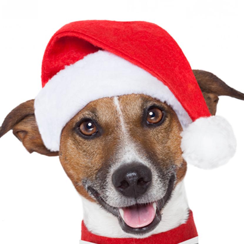 Pet Red Christmas Hat - Festive Little Red Riding Hood for Dogs & Cats
