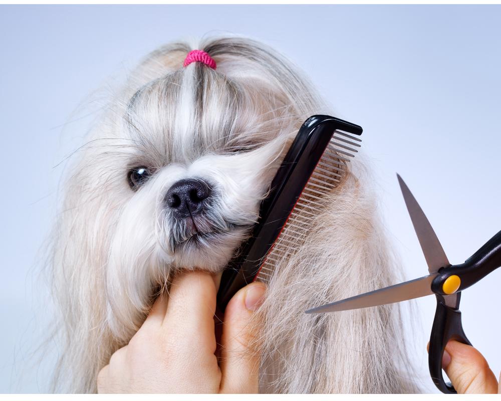 Pet Grooming Set Dog And Cat Professional Trimming Scissors Kit Stainless Steel Shears Pet Hair Cutting Safety