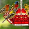 2Pcs Hanging Hummingbird Feeders Saucer Style Bird Feeders with 30 Feeding Ports Ant Moat Bee-Proof Hummingbird Nectar Feeder for Outdoor Backyard