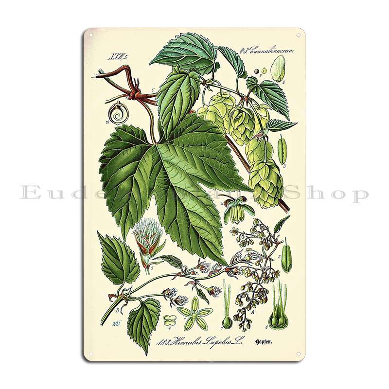 

Humulus Lupulus Common Hop Or Hops Vintage Botanical Illustration Metal Plaque Poster Cinema Wall Decor Tin Sign Poster 20x30cm