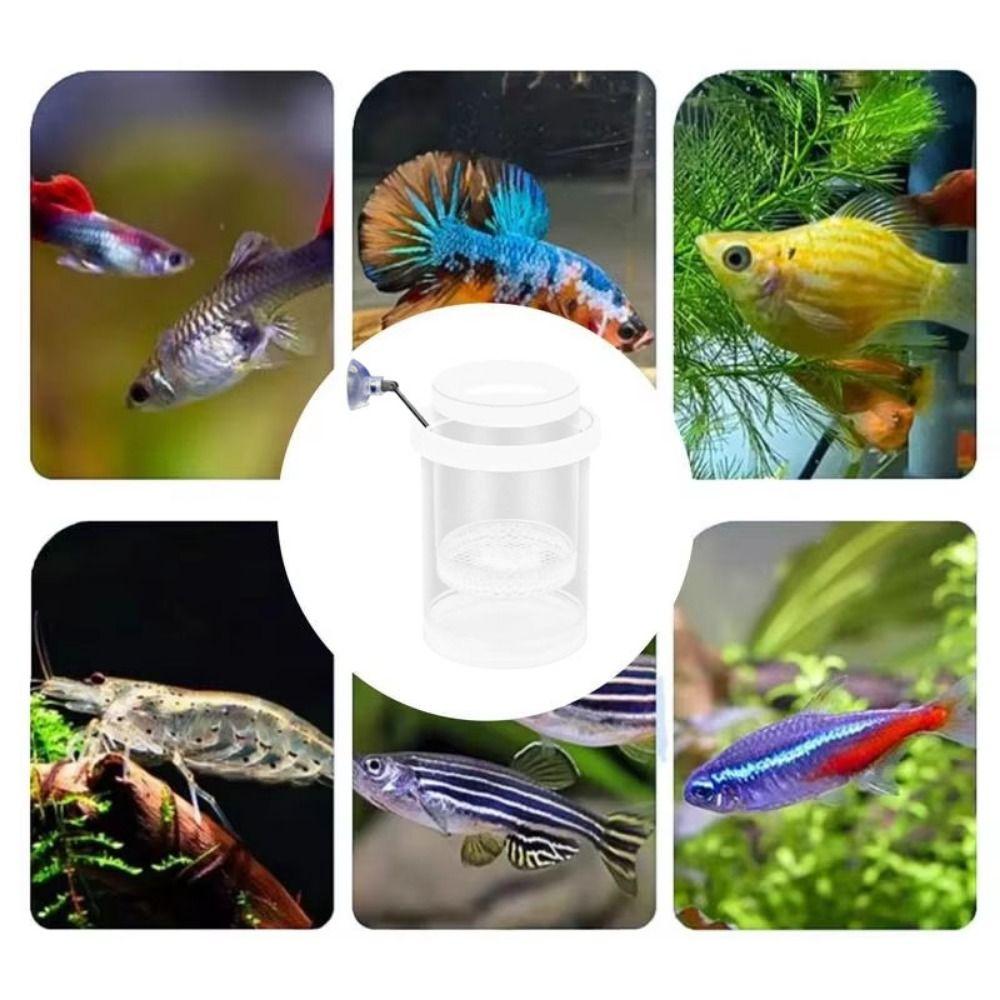 2Pcs Transparent Fish Breeding Isolation Box Fish Tank Hatching Incubator  Guppy Breeding
