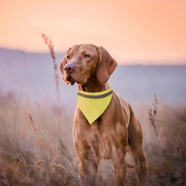 Reflective Tape Collar for Dogs and Pets