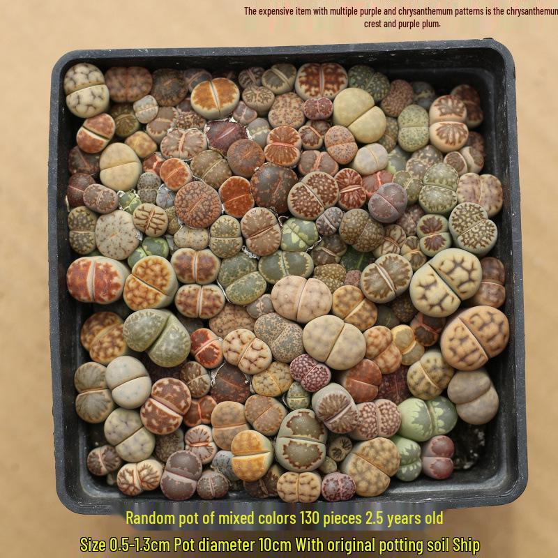 Rare Lithops Succulent Pot: Diverse Colors & Varieties