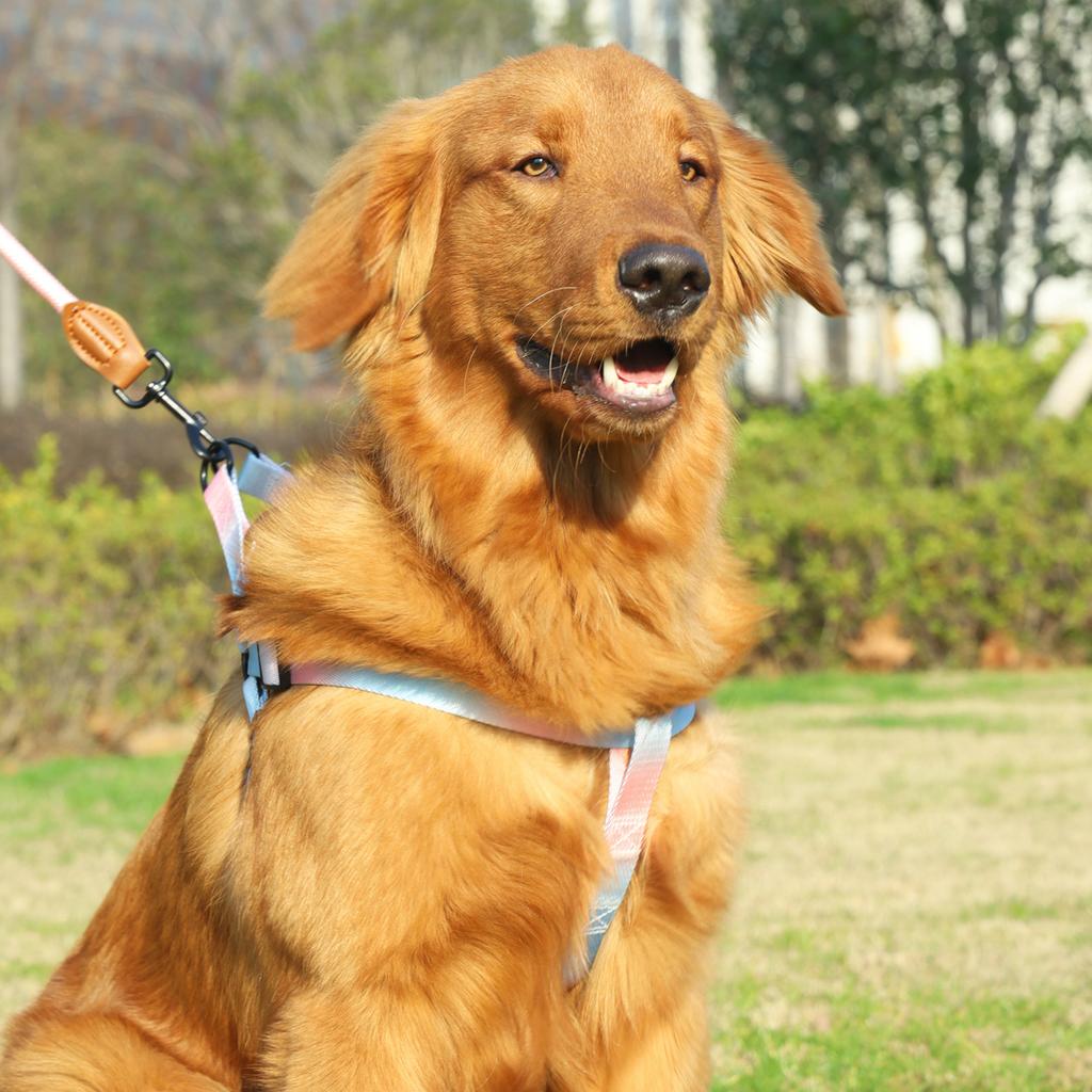 Un set di colorati pettorali per animali domestici con guinzaglio e guinzaglio per cani per uso interno ed esterno