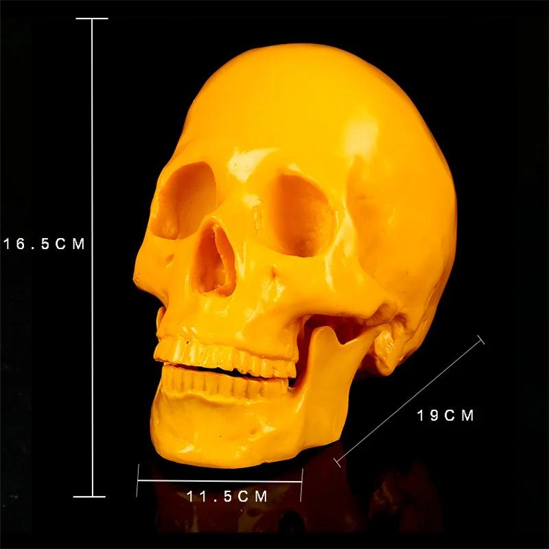Resin Craft Skull Statues for Decoration Creative Skull Model Sculpture Home Decoration Halloween Party Decor Horror Props