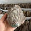 Abalone Shell Sage Incense Burner - Natural Pearl Decorative Piece for Home