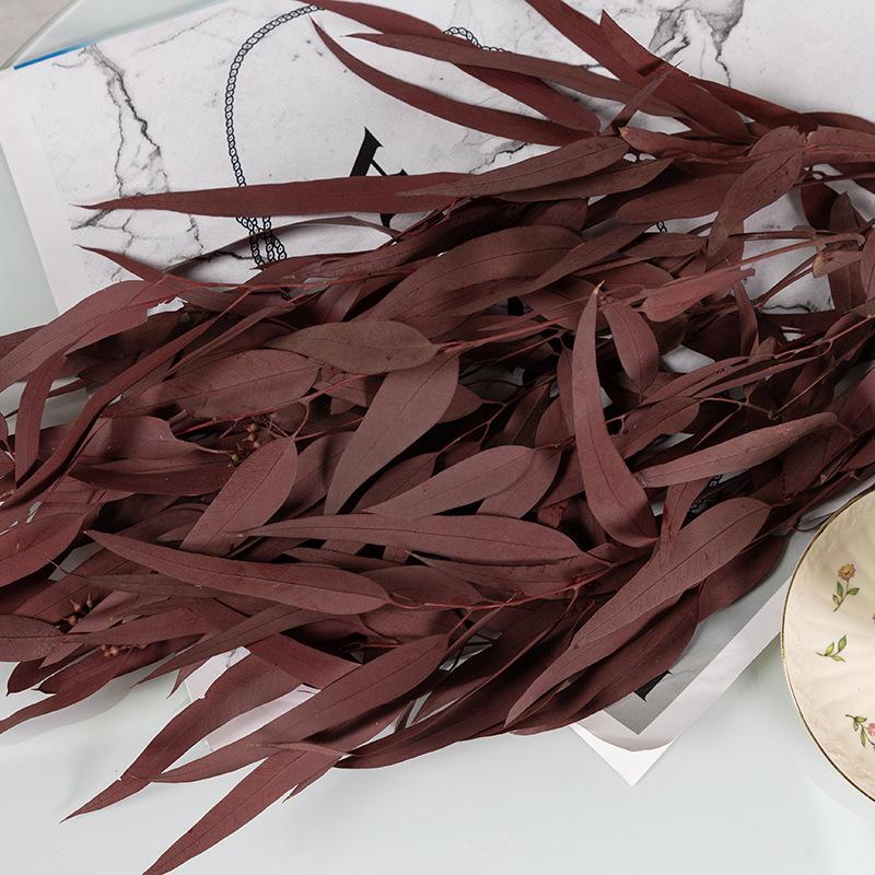 Eternal Apple Eucalyptus Millet Fruit Leaves Beauty Leaves Eucalyptus Leaves Air Dried Flowers And Leaves Multicolor Eucalyptus Leaves Home Decoration