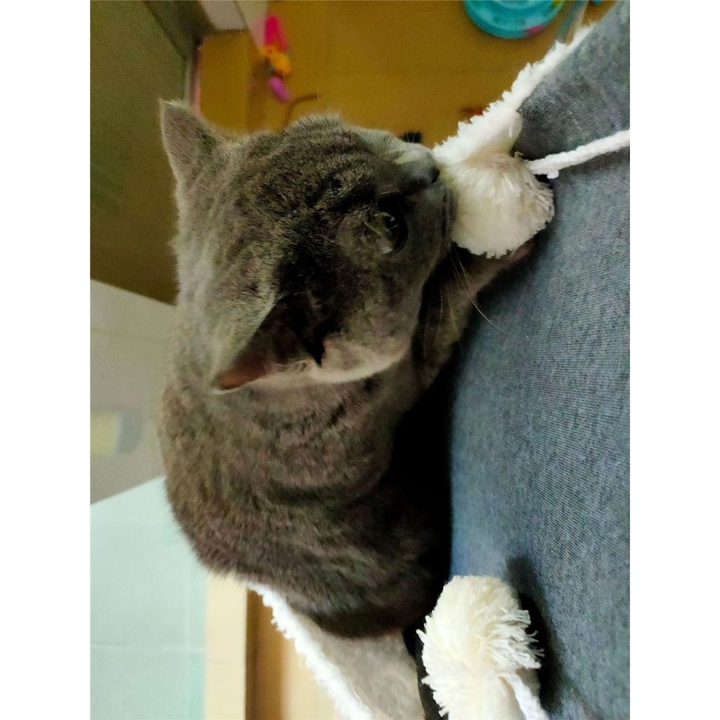 Damenmode Stickerei Kleidung Haustier Große Tasche Katze Ohr Kapuzenpullover