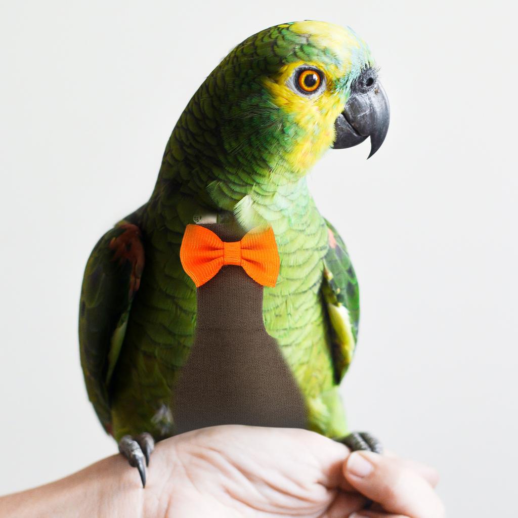 Washable Bird Diaper for Small Birds Soft Skin-Friendly Parrot Diaper with Bow Decor Suitable As Bird Clothes for Cockatiel