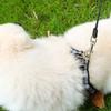 5m Long Strong Pet Leash For Large Dogs Durable Nylon Retractable Dog Walking Leash Leads Automatic Extending Dog Leash Rope