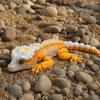 3D Printed Lizard Ornament, Articulated Lizard Fidget, Magnetic Lizard Figurine with Movable Joints, Animal Action Figure Magnet for Desktop