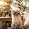 Adjustable Pet Straw Hat Breathable Pet Sunshade Hat Fashion Dog Fisherman Hat  Photography Props