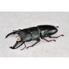BACALYSO | Nirvana 1/1 Scale Stag Beetle Figure, Magnetic Refrigerator Ornament, Realistic Adult Illustrated Wild Insect Beetle, Summer, Resin, Adult-