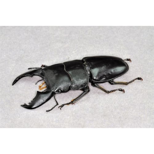 BACALYSO | Nirvana 1/1 Scale Stag Beetle Figure, Magnetic Refrigerator Ornament, Realistic Adult Illustrated Wild Insect Beetle, Summer, Resin, Adult-