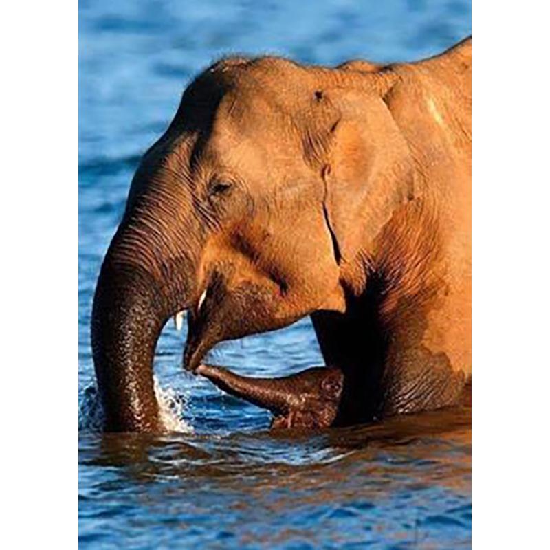 Elephant DIY 5D Diamond Painting Full Round Drill Animal Diamond Ebroidery Cross Stitch Mosaic Kits Art Wall Decor Home