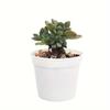 20pcs Plant Pots Small Flower Pots with Drainage Hole Durable Plastic Pots Nursery Small Flower Pot Bulk for Plants JXB