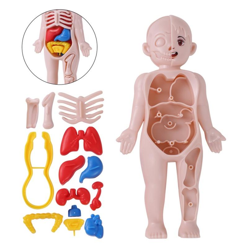 Kid Montessori 3D Puzzle Human Body Anatomy Model Educational Learning Organ Assembled Toy Body Teaching Tool For Children