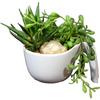 A Mix of Succulents In a White Ceramic Pot with a Handle