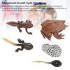 Animal Figure Toys PVC Compact Realistic Children Cognitive Growth Cycle Animal Model Frog Toy for