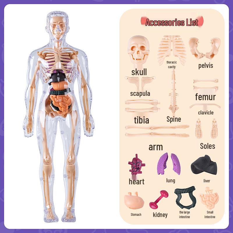 3D Human Skeleton Model Kit for Children's Educational Anatomy and Medical Teaching