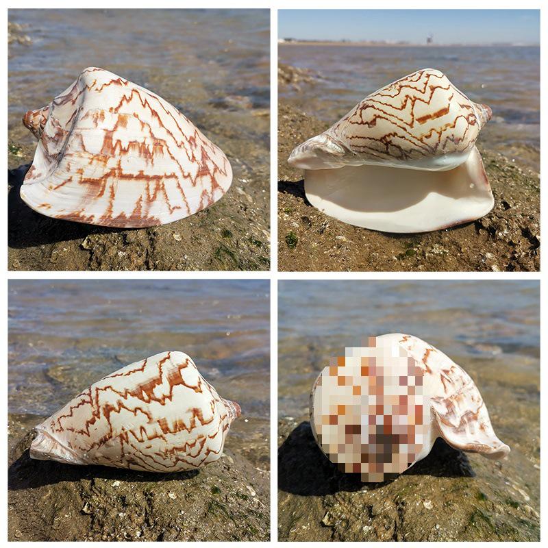 Large Conch Seashell Ornament for Wall Decor, Aquarium Aquascaping, and Sea Sound Collection