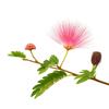 25 Seeds of Silk Tree Albizia (Albizia Julibrissin)
