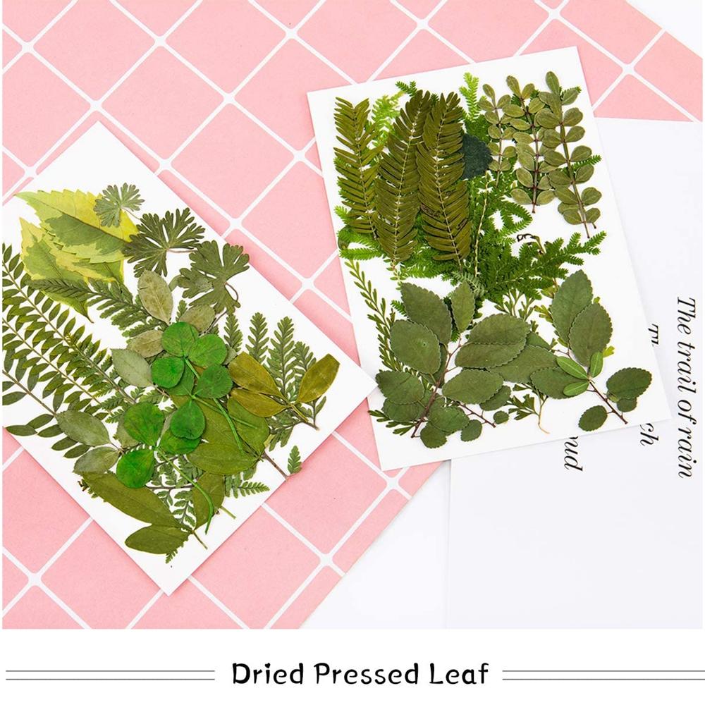 Accessories Leaf specimen Dried Pressed Leaves dried flowers resin accessory Artificial Decorations