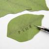 2PCS Coloffice Creative Paper Stickers Simulation Green Leaves Leaves Pads