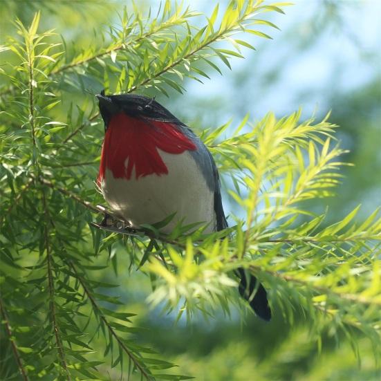 10 Stück Künstlicher Vogel Realistisch Lebendig Plastik Vogelfiguren Weihnachtsbaumschmuck Basteln für Heimdeko