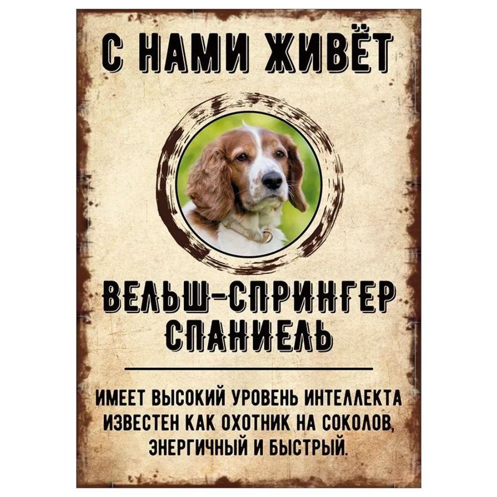 Schild, dekorativ, GEFAHR HUND, Schnauzer lebt bei uns, 20x30cm