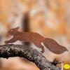 2D Animal Garden Stake, Cute Duck Yard Art Stake, Rusty Squirrel Garden Decoration for Yard Tree Lawn Flower Bed