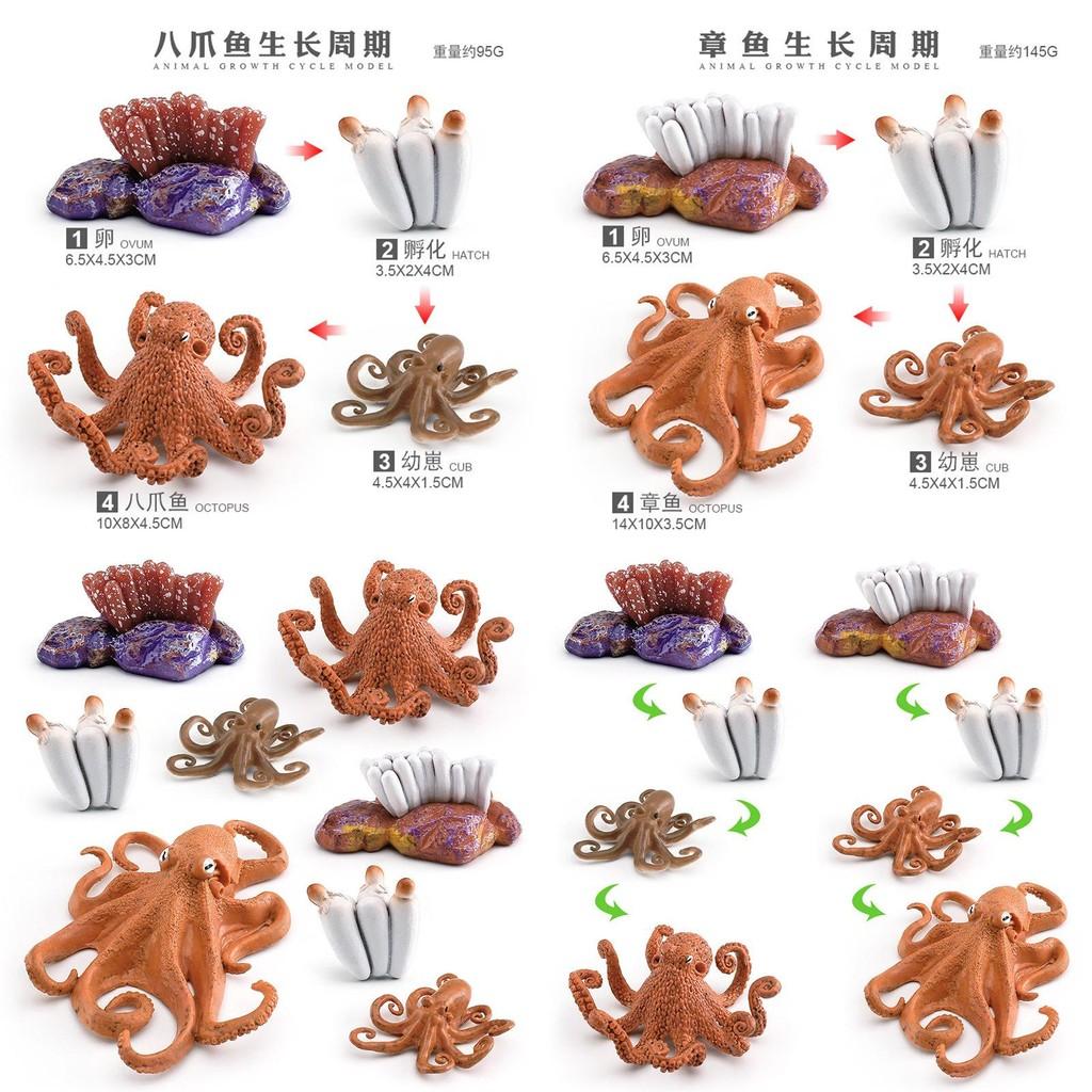 Detaillierte Kunststoff-Oktopus-Lebenszyklus-Figur für interaktives Lernen und Spielen