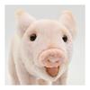 BH6455 HANSA Pig 23