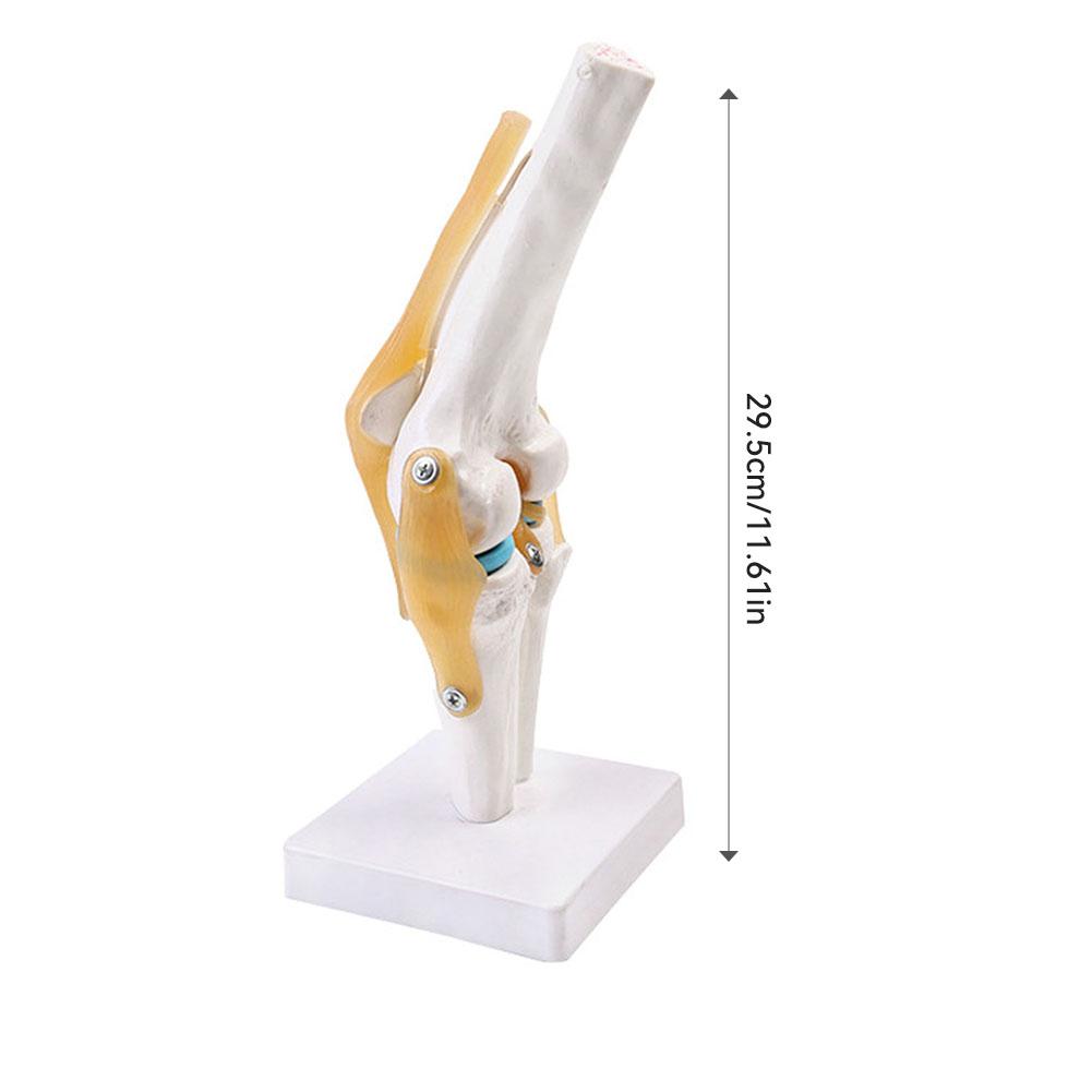 Anatomical Medical-Knee Joint Model Human Knee Joint Model For Students Human Bone Hobbyists,Clear Demonstration Tool белый