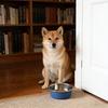 Stainless Steel Dog Bowl Cat Food Bowl with Anti-Slip Bottom Safe Easy to Clean Water Food Bowl for Cats And Dogs Feeding And Drinking