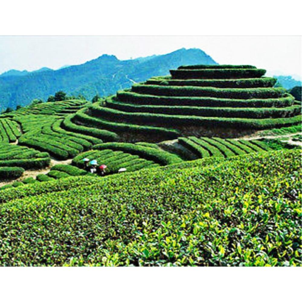 Dark Oolong Dahongpao Big Red Robe Tea 250g Premium Loose Leaf Wu Long