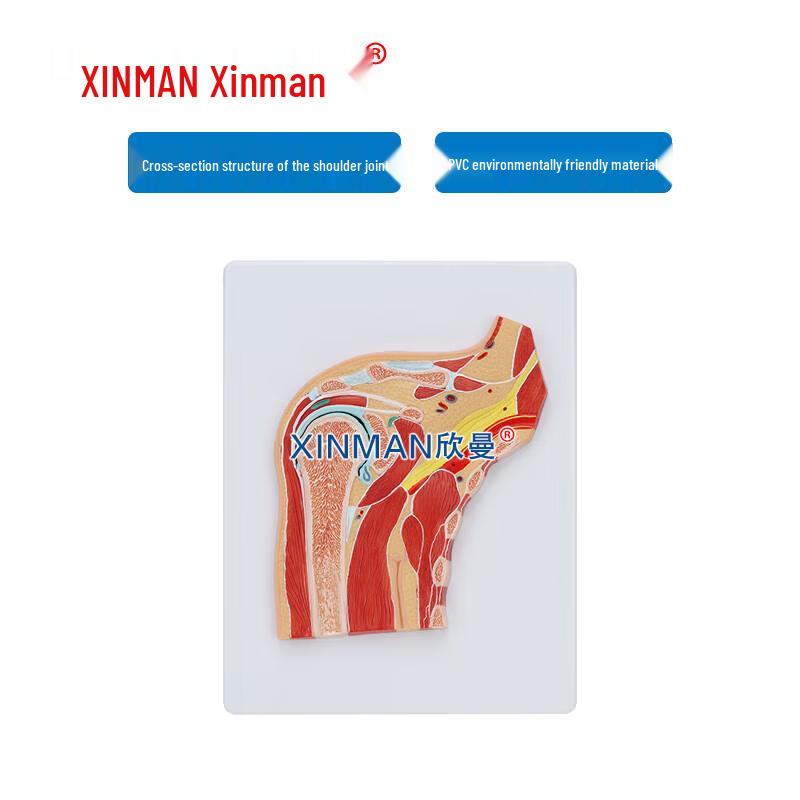 Shoulder Joint Section Model