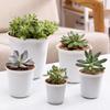 Bílé a černé sukulentní květináče – Kulatý, krátký a pevný design – Květináče z matného plastu pro zahradu