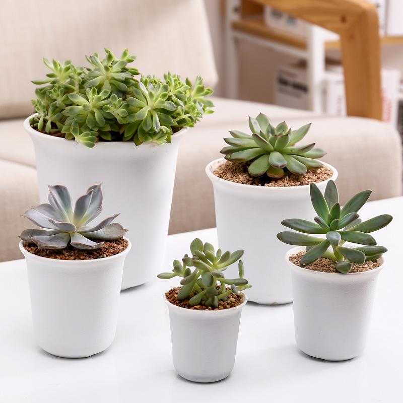 Ghivece suculente albe și negre – Design rotund, scurt și robust – Jardiniere din plastic matuit pentru grădinărit