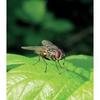 Bsi - piège à mouches - extérieur avec appât - attrape et digère jusqu'à 20 000 insectes