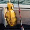 PURELURE NDVIA MAX NOVIA Eging Rod 2-Piece Squid Octopus Professional Model m HX45+90 Process Fuji O-Ring Guide Carbon Handle Reel Seat CNC Engraved F